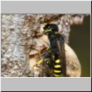 Ectemnius cavifrons oder ruficornis - Grabwespe w08d 11mm beim Nesteintrag - Schwebfliege.jpg